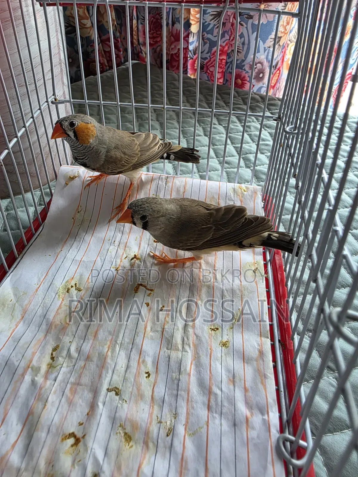 Ek Jora Ar Tinta Zebra Finch