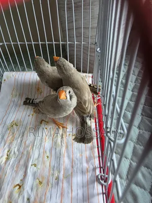 Ek Jora Ar Tinta Zebra Finch