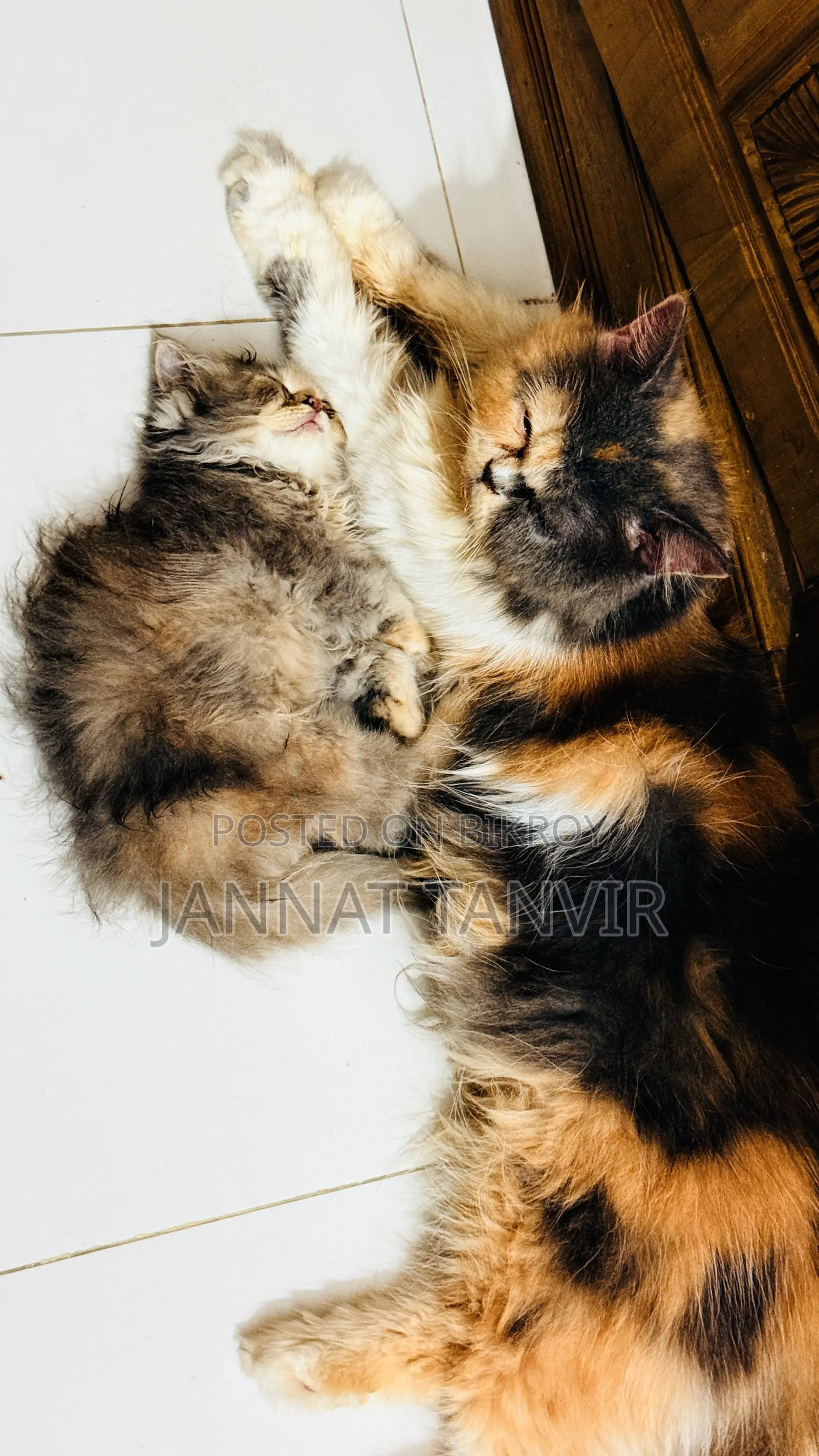 1+ Year Female Purebred Persian
