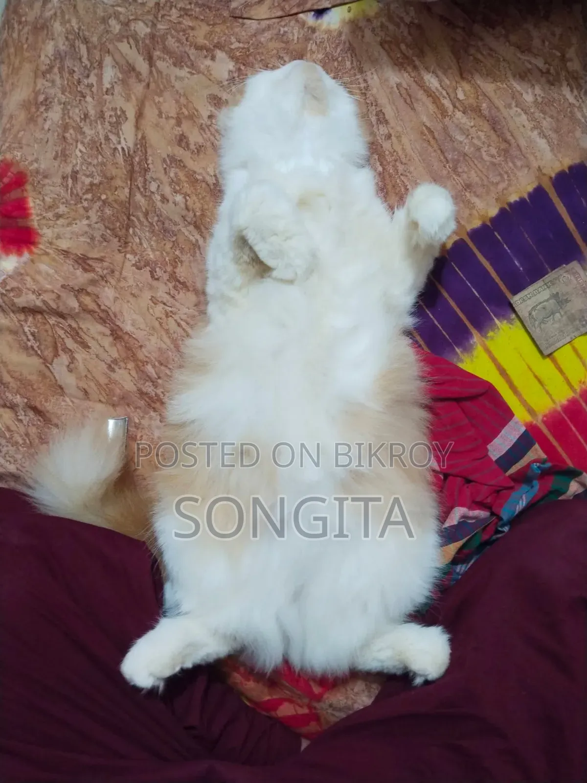 1+ Year Female Purebred Persian