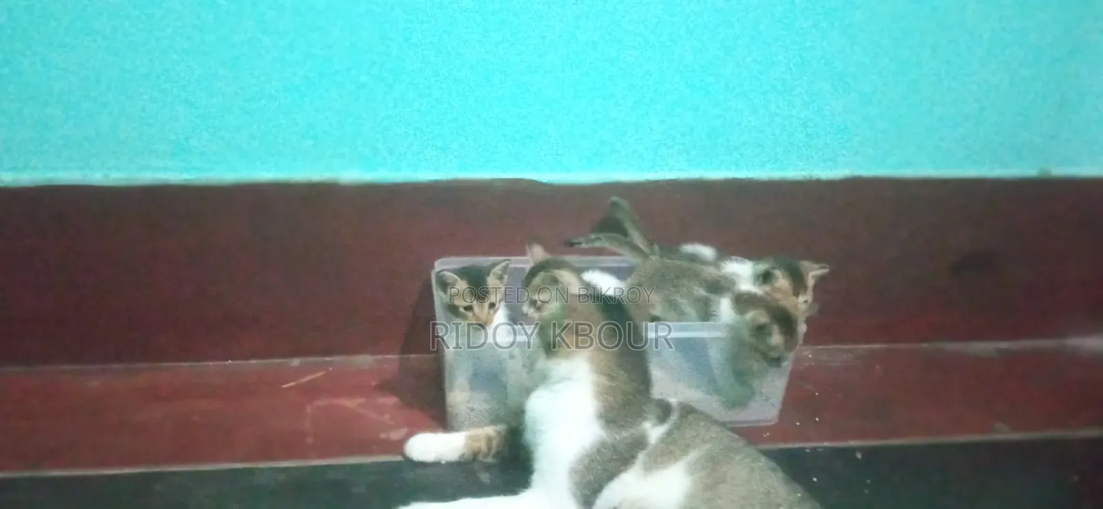 1-3 Months Male Mixed Breed Persian