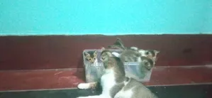 1-3 Months Male Mixed Breed Persian