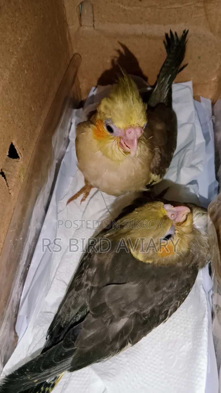 Tame size Cockatiel baby