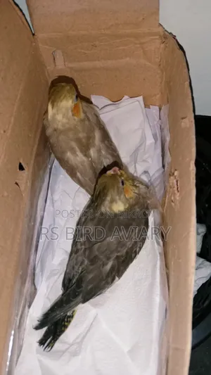 Tame size Cockatiel baby