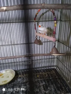 Zebra Finch CFW