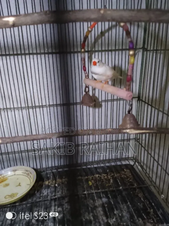 Zebra Finch CFW
