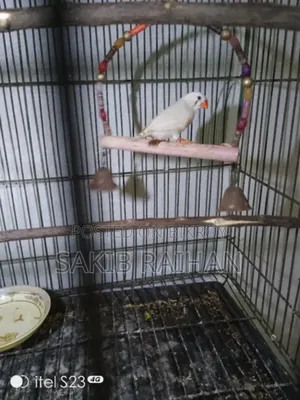 Zebra Finch CFW