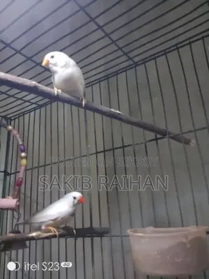 Zebra Finch CFW