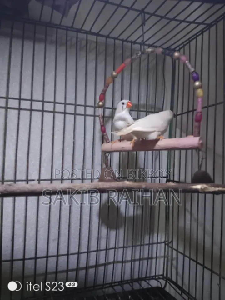 Zebra Finch CFW