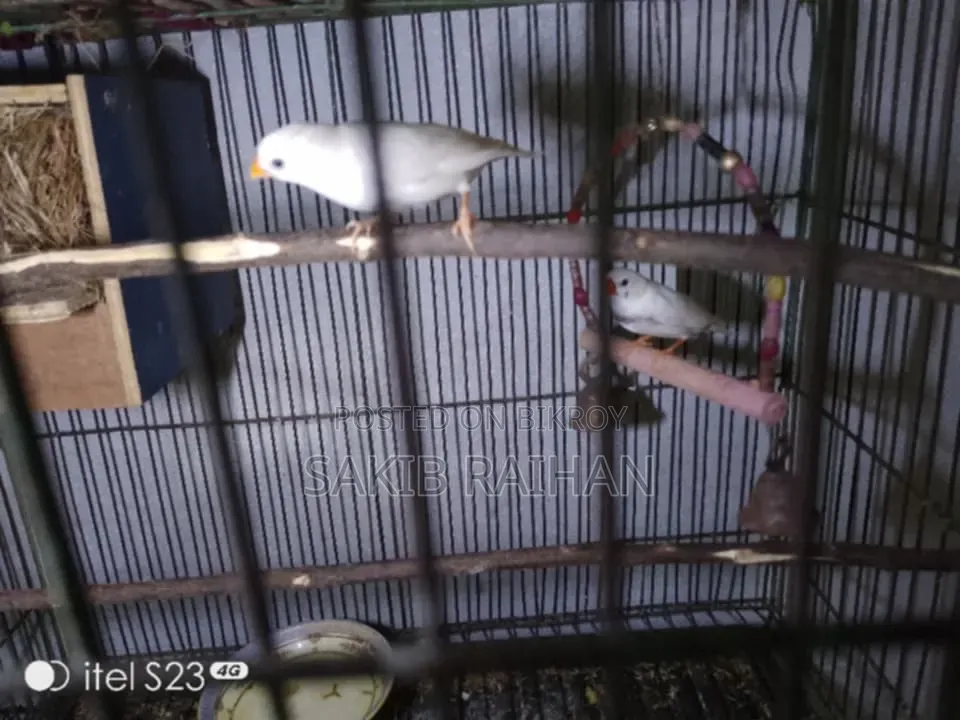 Zebra Finch CFW