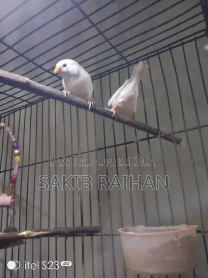 Zebra Finch CFW