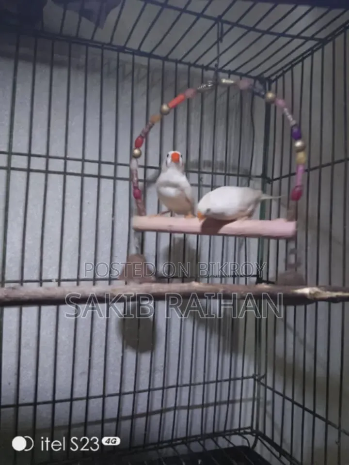 Zebra Finch CFW