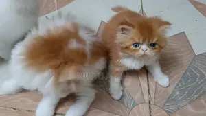 1-3 Months Female Purebred Persian