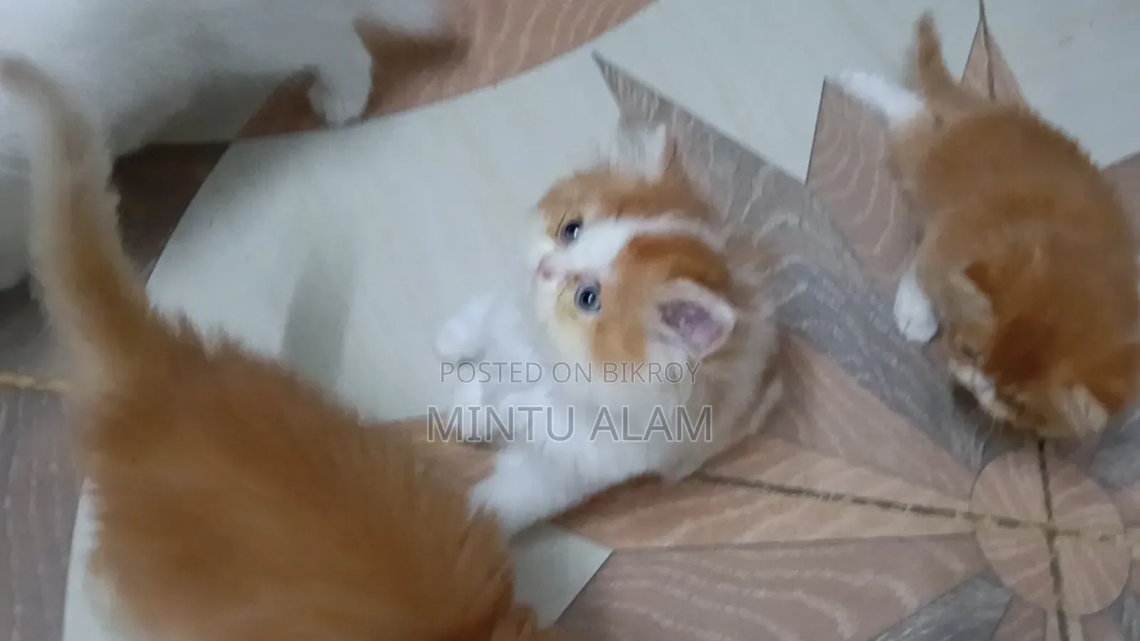 1-3 Months Female Purebred Persian