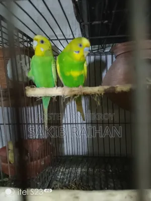 Jabigor Bird