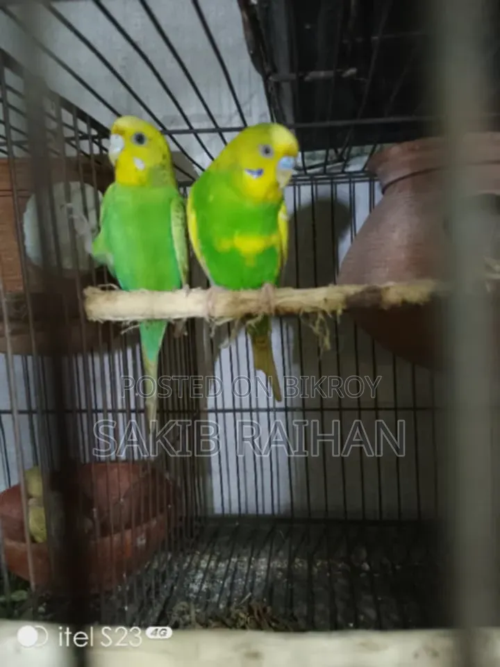 Jabigor Bird