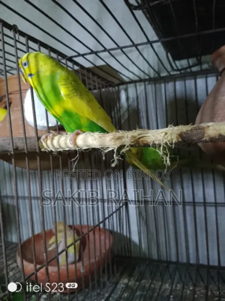Jabigor Bird