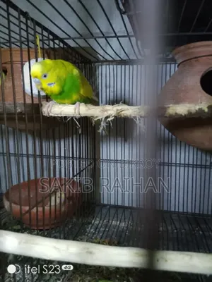 Jabigor Bird