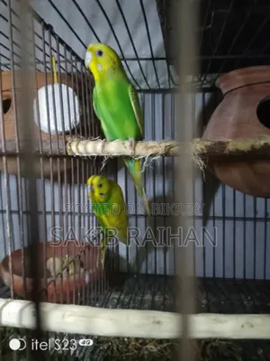 Jabigor Bird