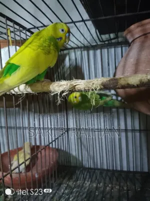 Jabigor Bird