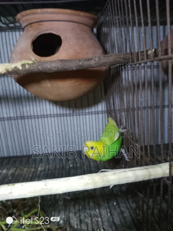 Jabigor Bird