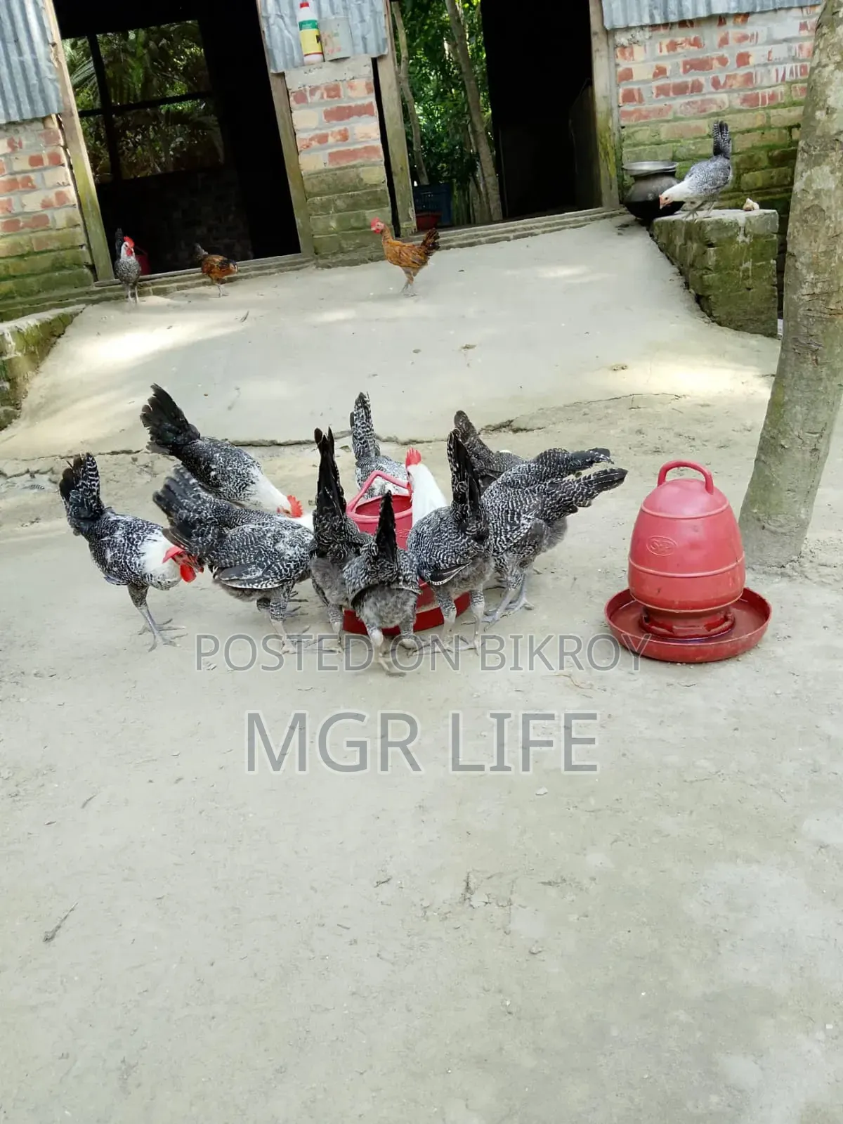 অরিজিনাল মিসরি ফাওমি মুরগি