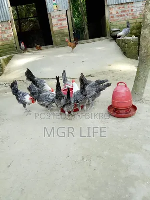 অরিজিনাল মিসরি ফাওমি মুরগি