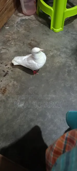 A Big King Pigeon