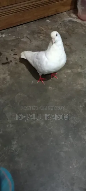 A Big King Pigeon