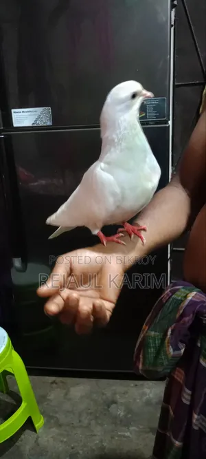 A Big King Pigeon