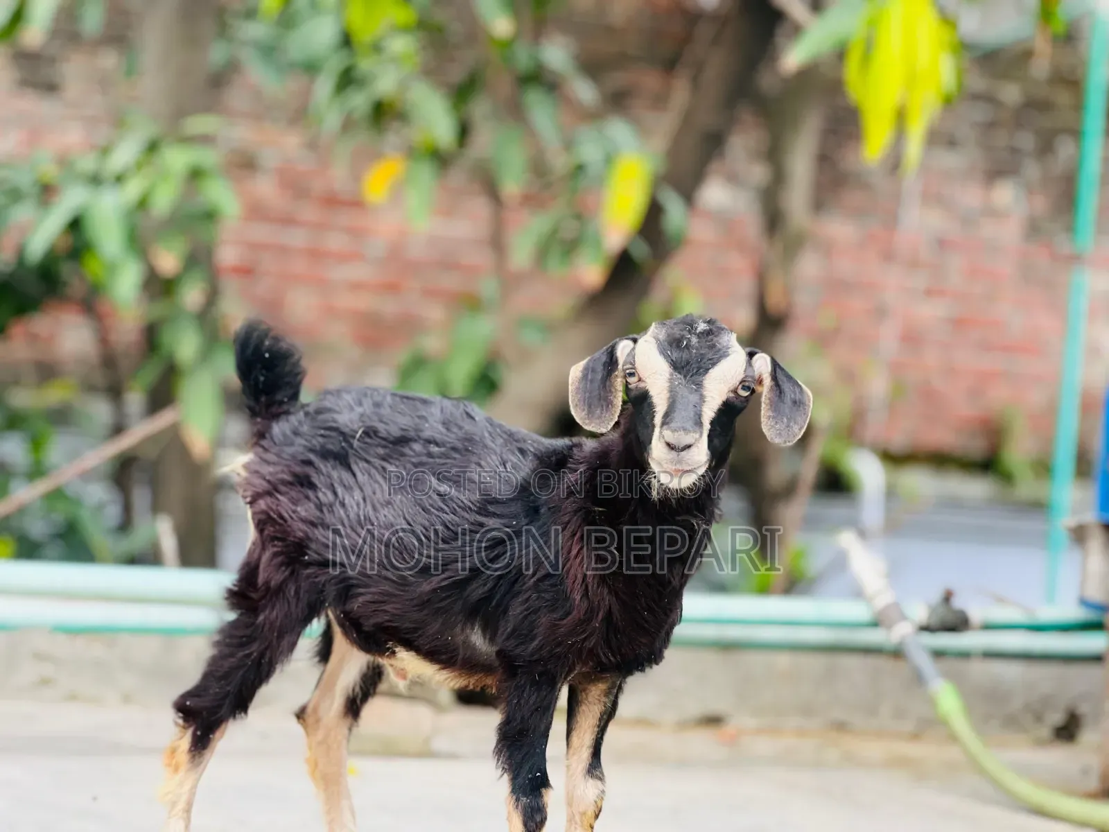 Goat kid