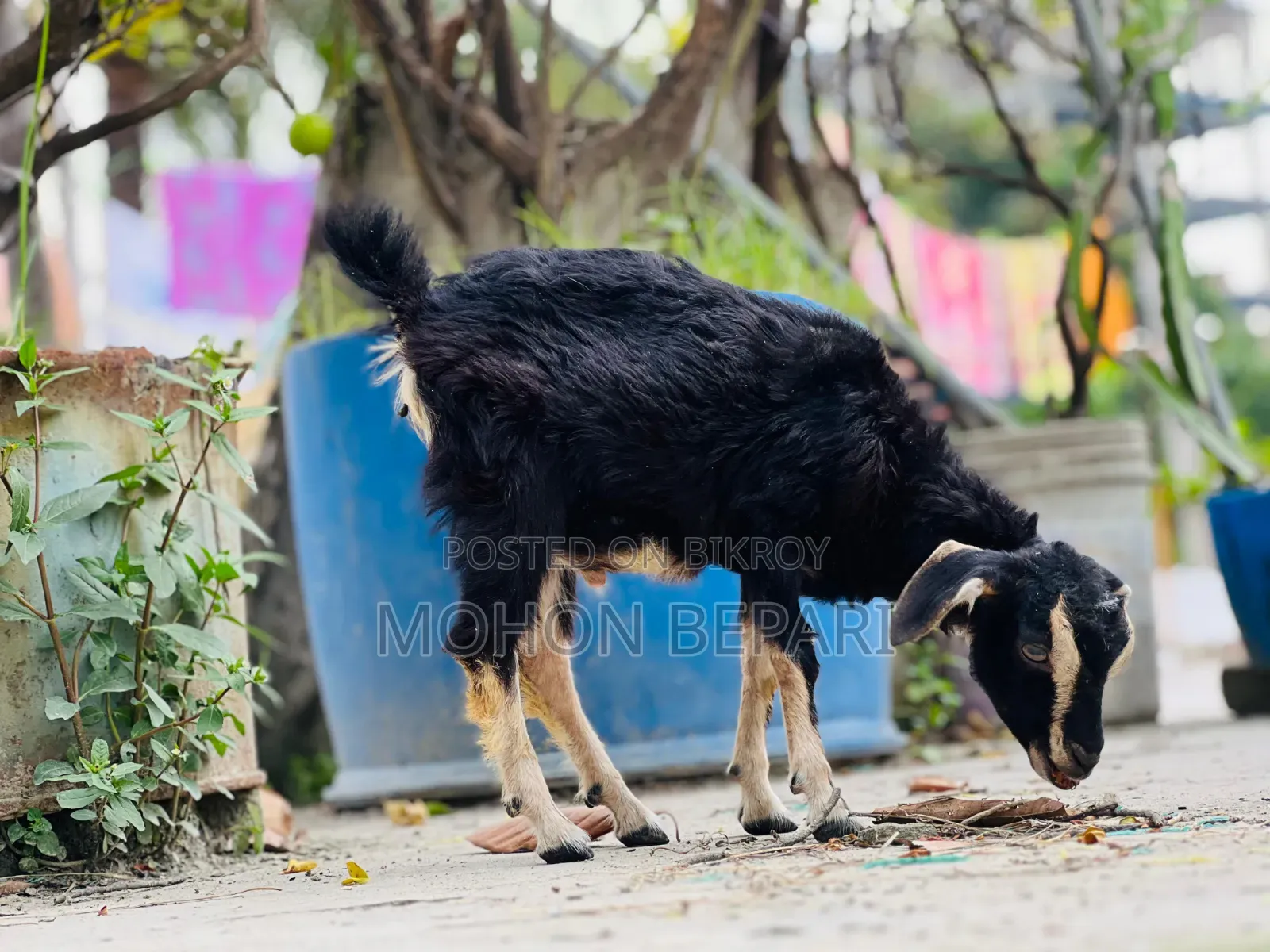 Goat kid