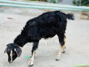 Goat kid