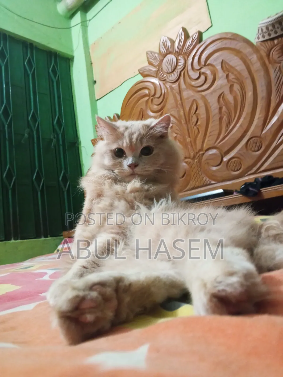 3-6 Months Male Purebred Persian