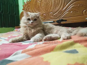 3-6 Months Male Purebred Persian