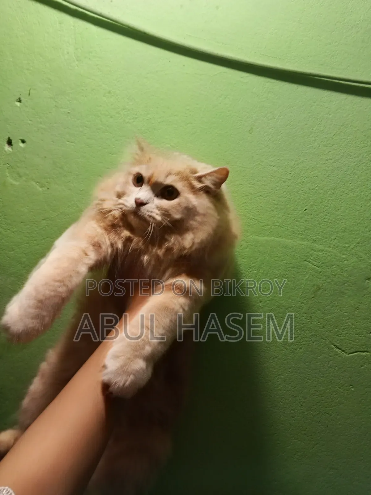 3-6 Months Male Purebred Persian