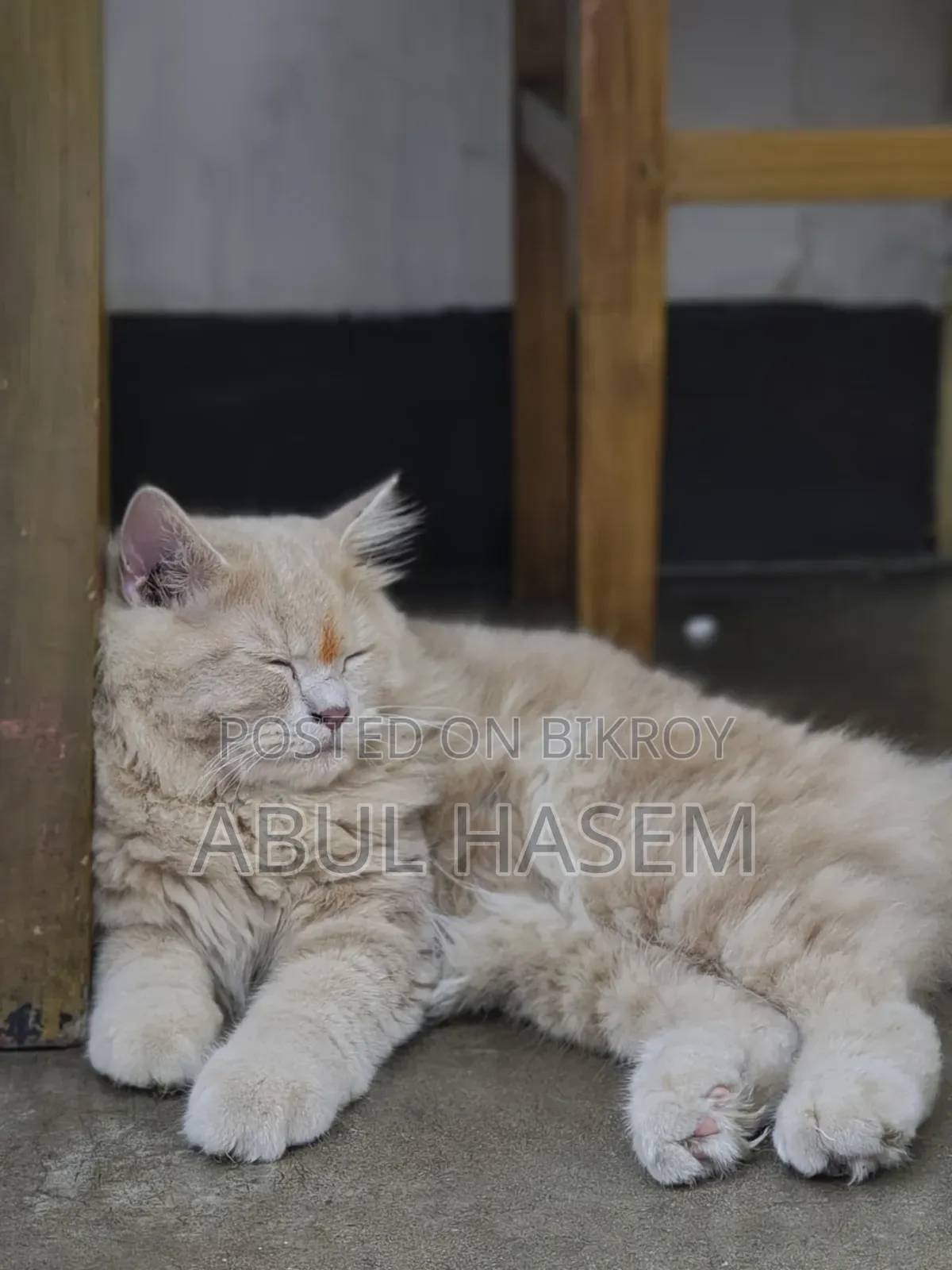 3-6 Months Male Purebred Persian