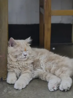 3-6 Months Male Purebred Persian