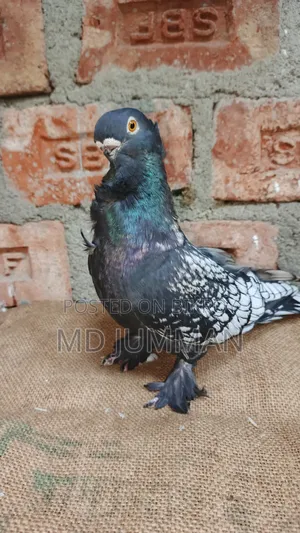 Bondinet Cock