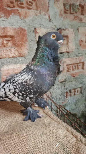 Bondinet Cock
