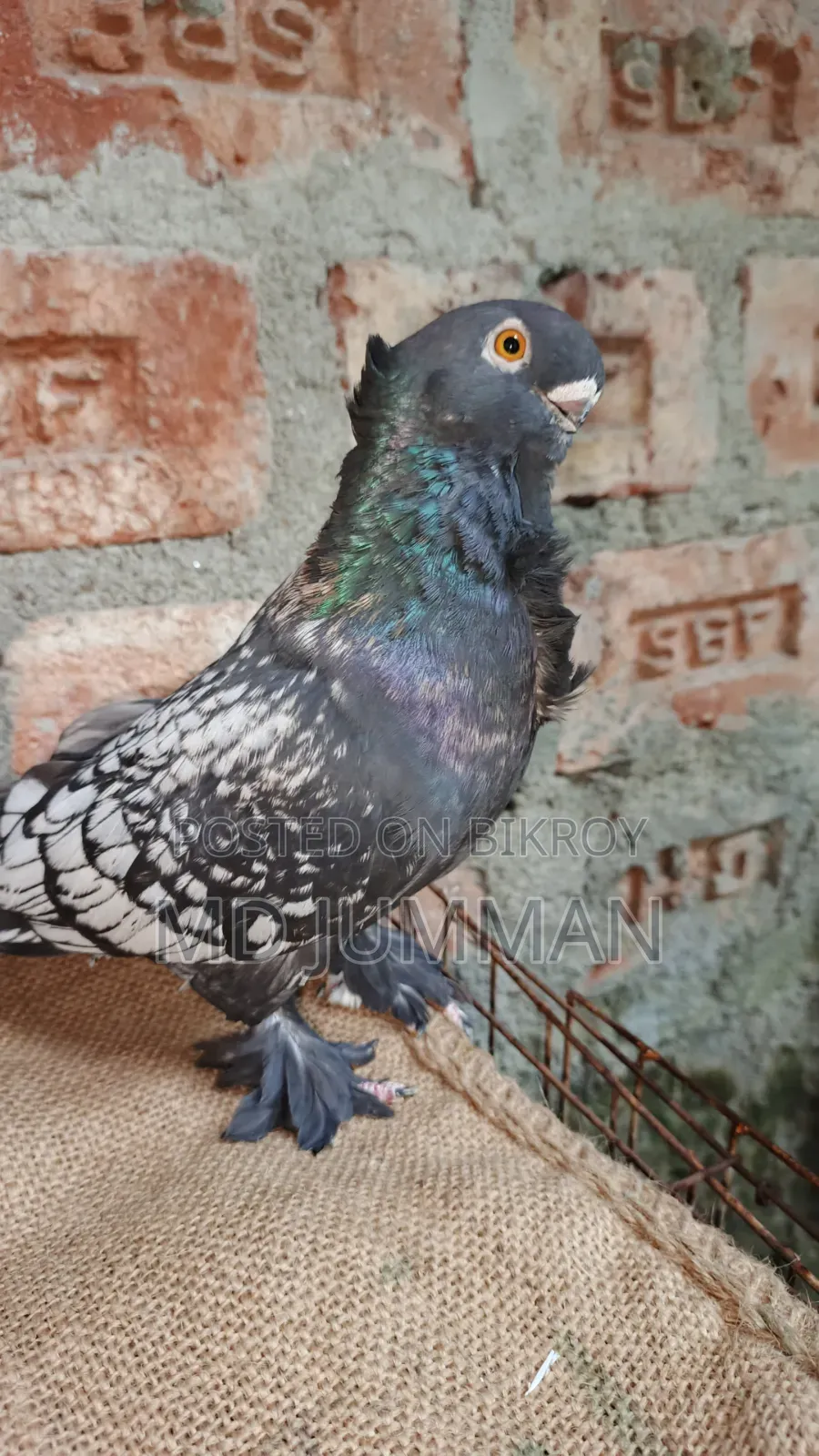 Bondinet Cock