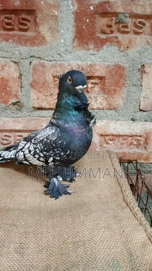 Bondinet Cock