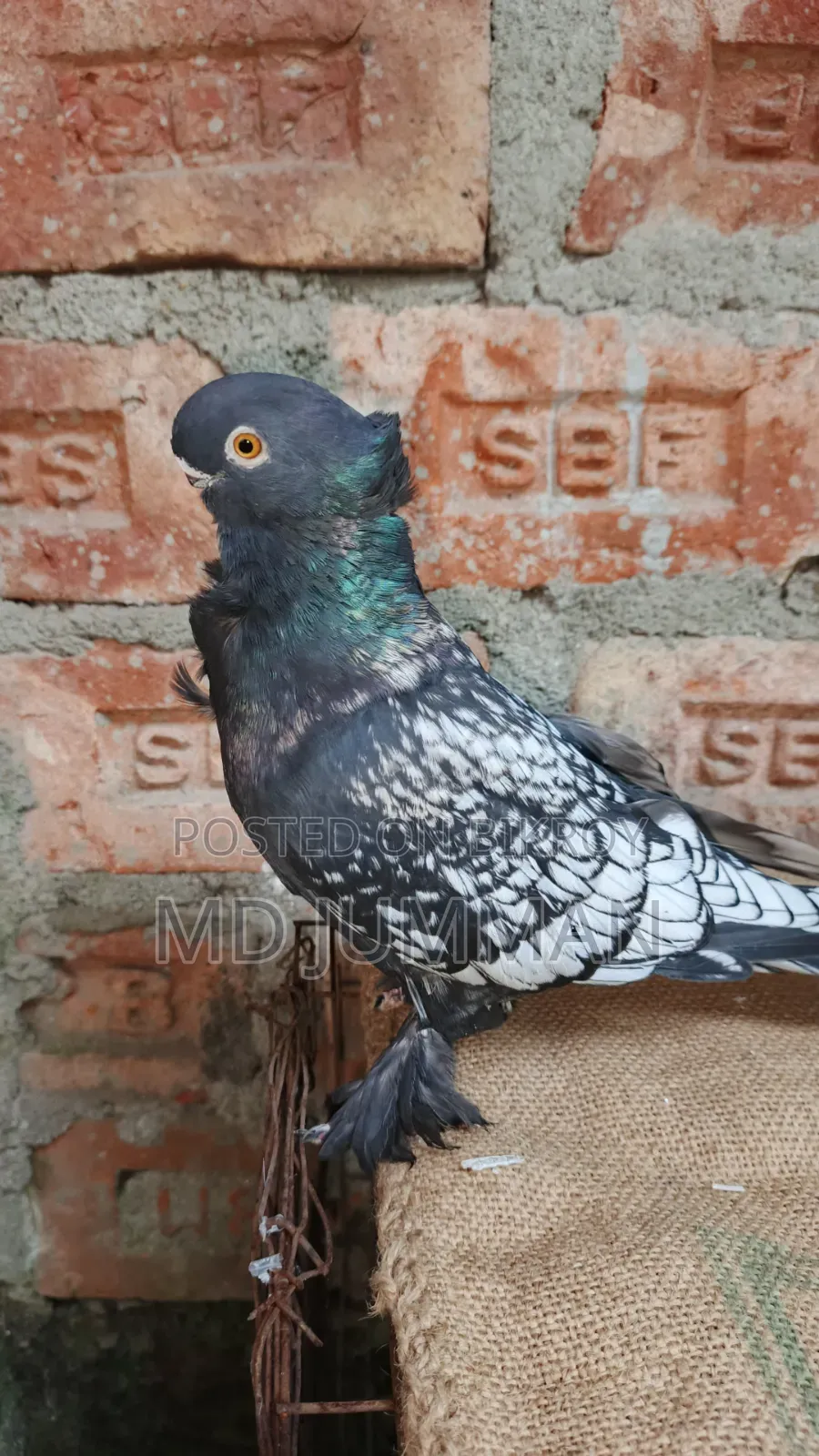 Bondinet Cock