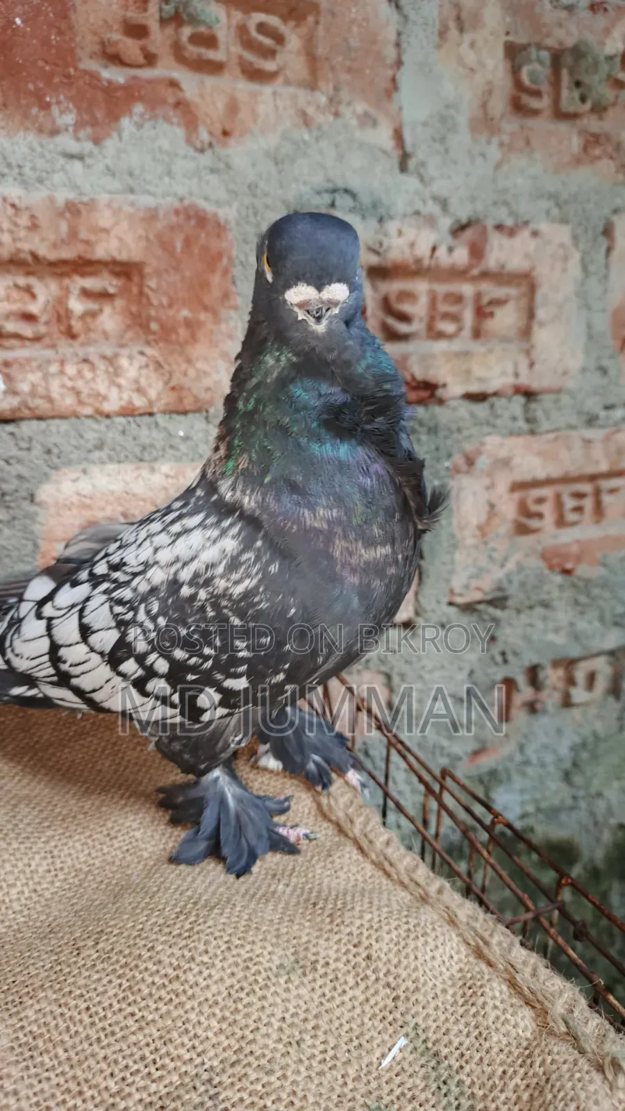 Bondinet Cock
