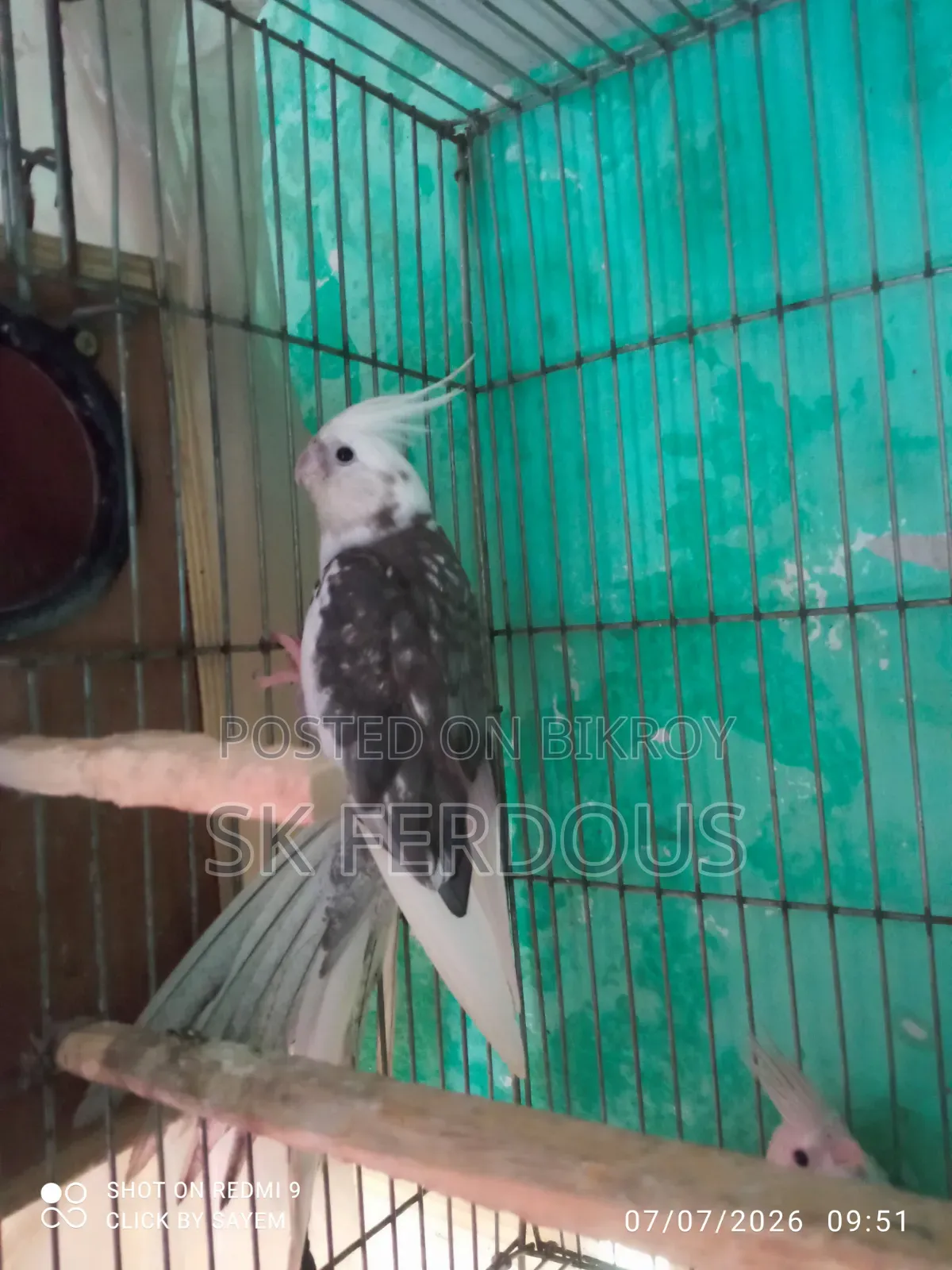 হোয়াইট ফেসই গ্রে ককাটেল হাত বদল হবে