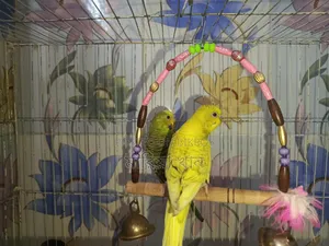 Budgerigar Bird
