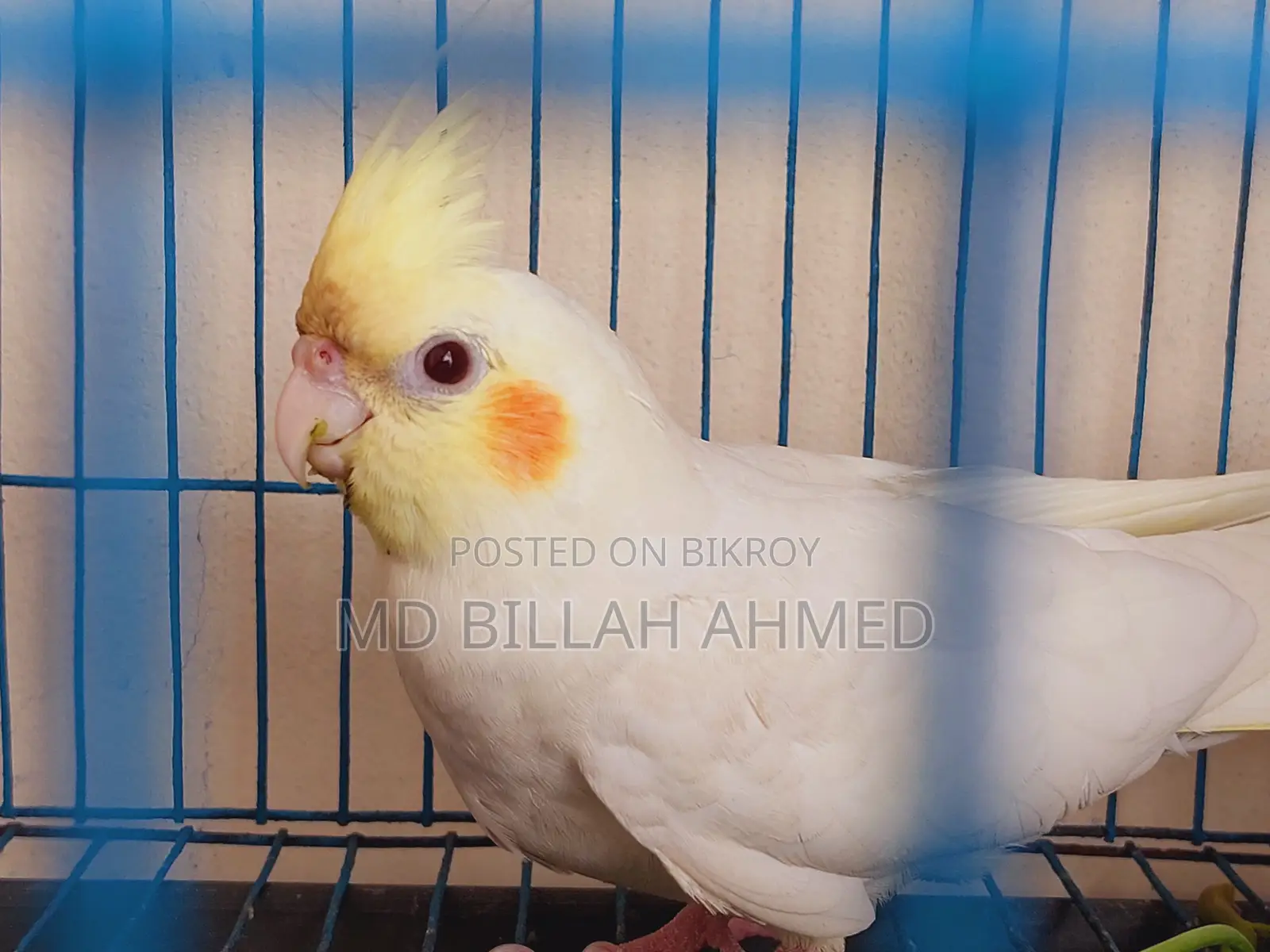 Cockatiel Master Pair With Lutino Temp Baby
