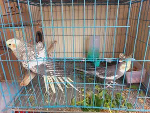 Cockatiel Master Pair With Lutino Temp Baby