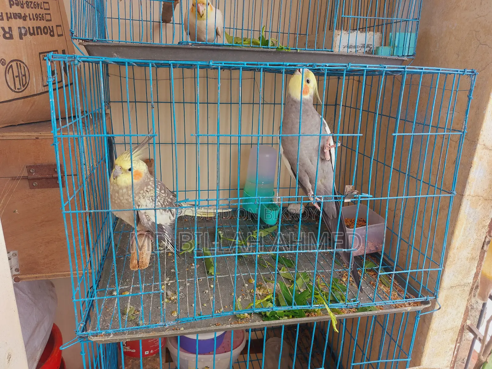 Cockatiel Master Pair With Lutino Temp Baby