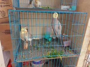 Cockatiel Master Pair With Lutino Temp Baby